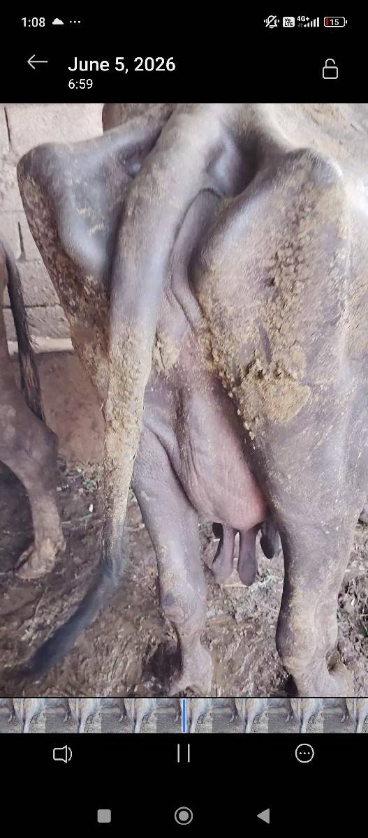 ભેંસ વેચવાની છે