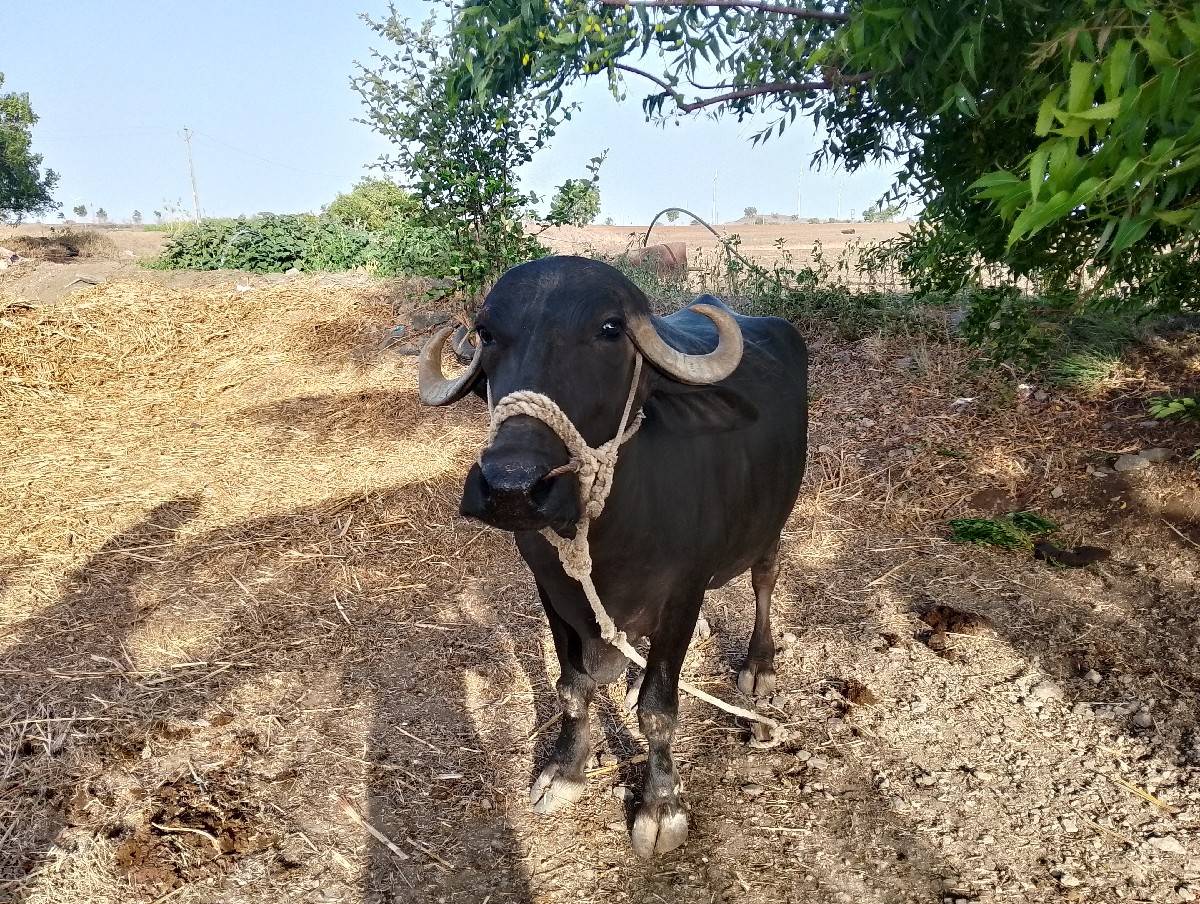 ભેંસ વેચવાની છે