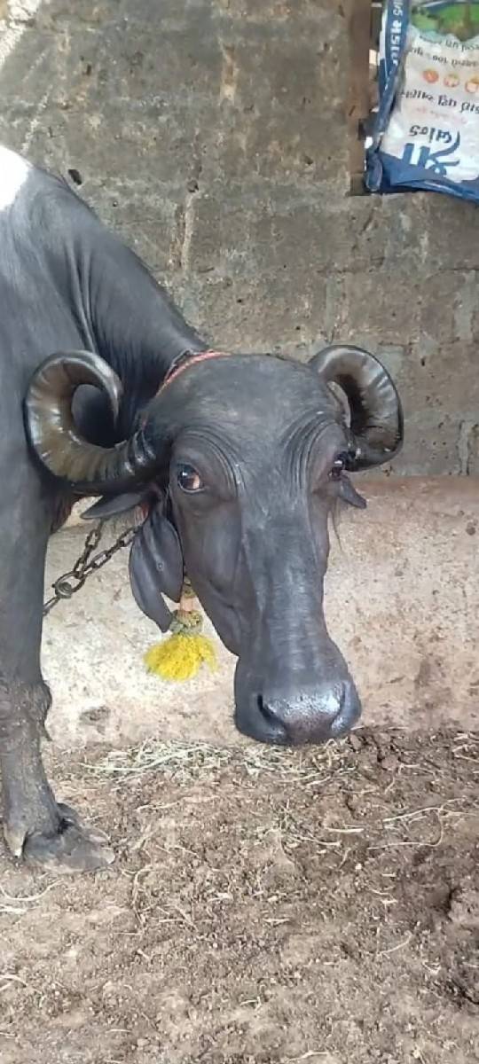 ભેંસ વેચવાની છે