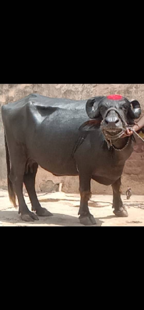ભેંસ વેચવાનું છે