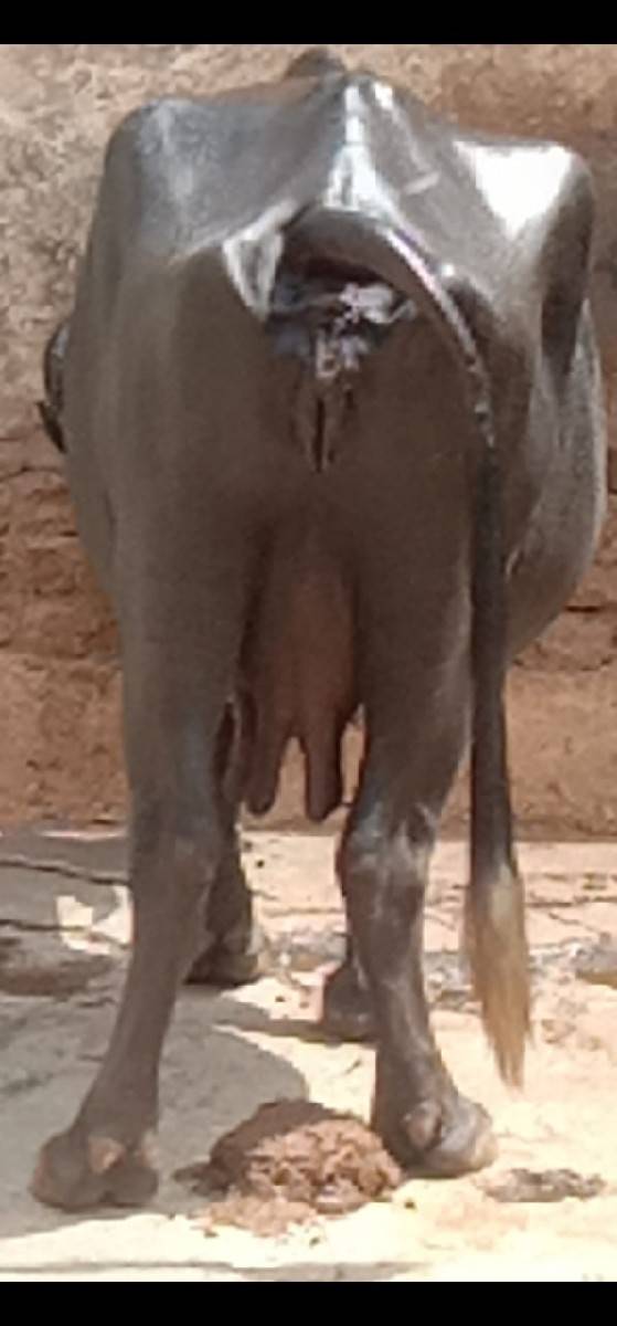 ભેંસ વેચવાનું છે