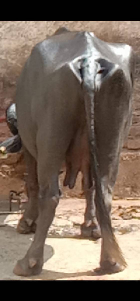 ભેંસ વેચવાનું છે
