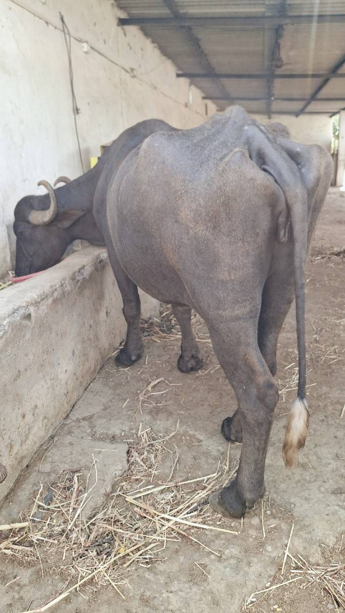 ભેંસ વેચવાની છે