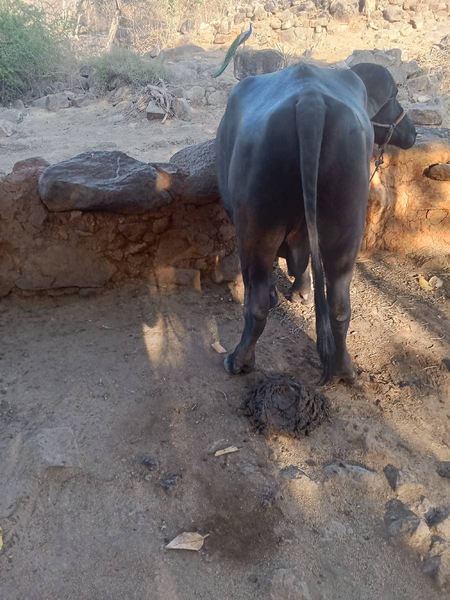 પાડો વેચવાનો છે