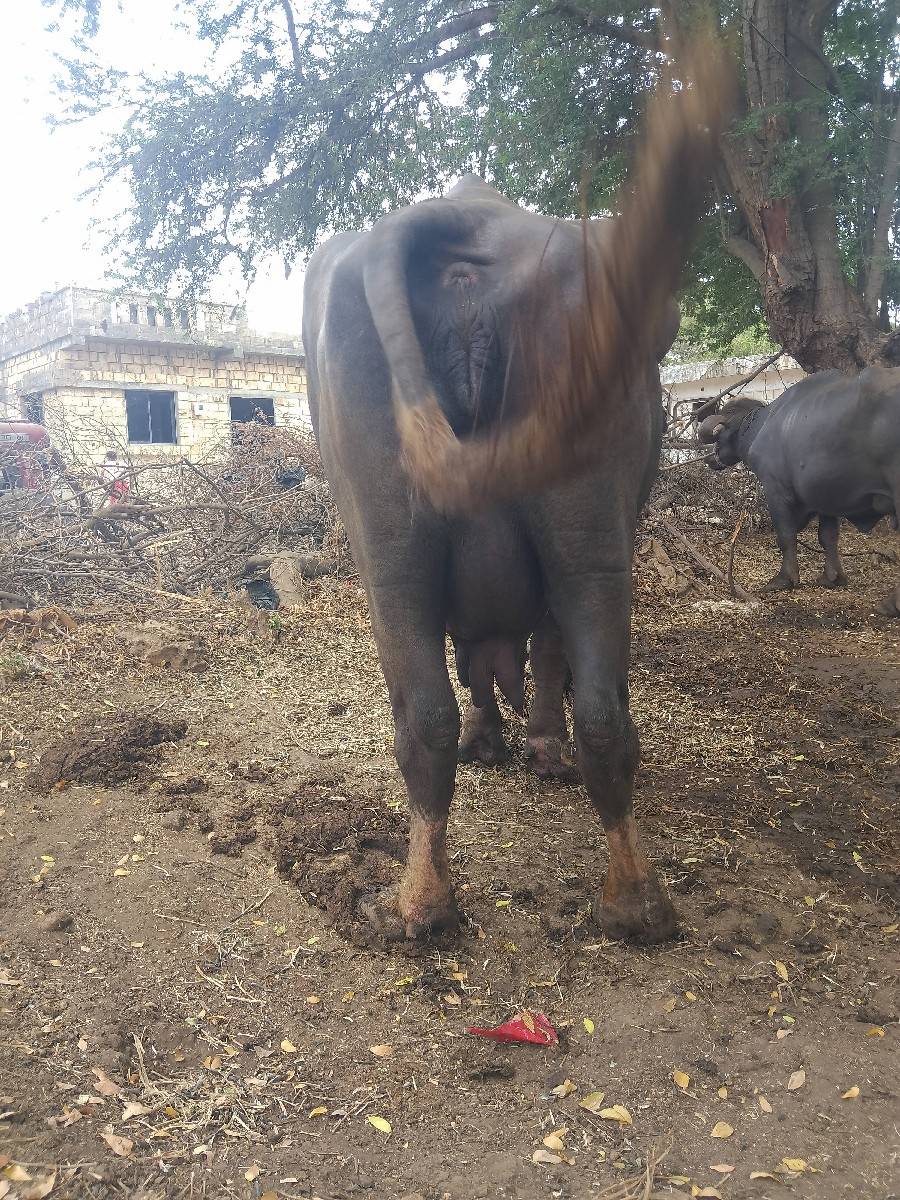 ભગરી ભેંસ વેચવાની છે