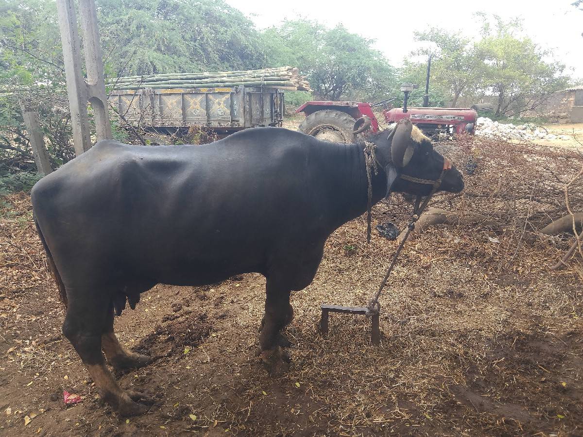 ભગરી ભેંસ વેચવાની છે