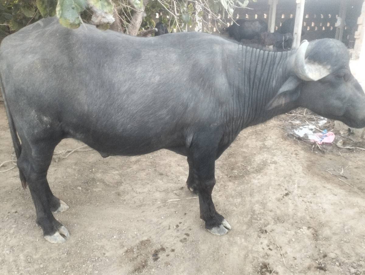 પાડો વેચવાનો છે
