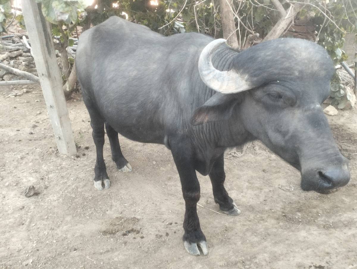 પાડો વેચવાનો છે