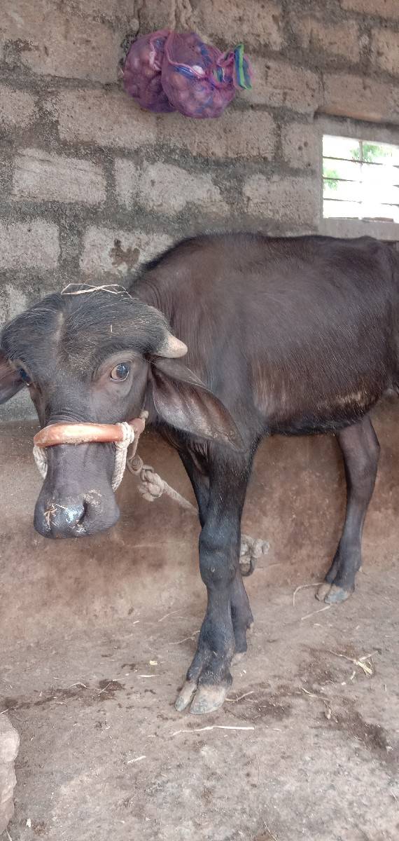 jafarabadi padi vesvani se