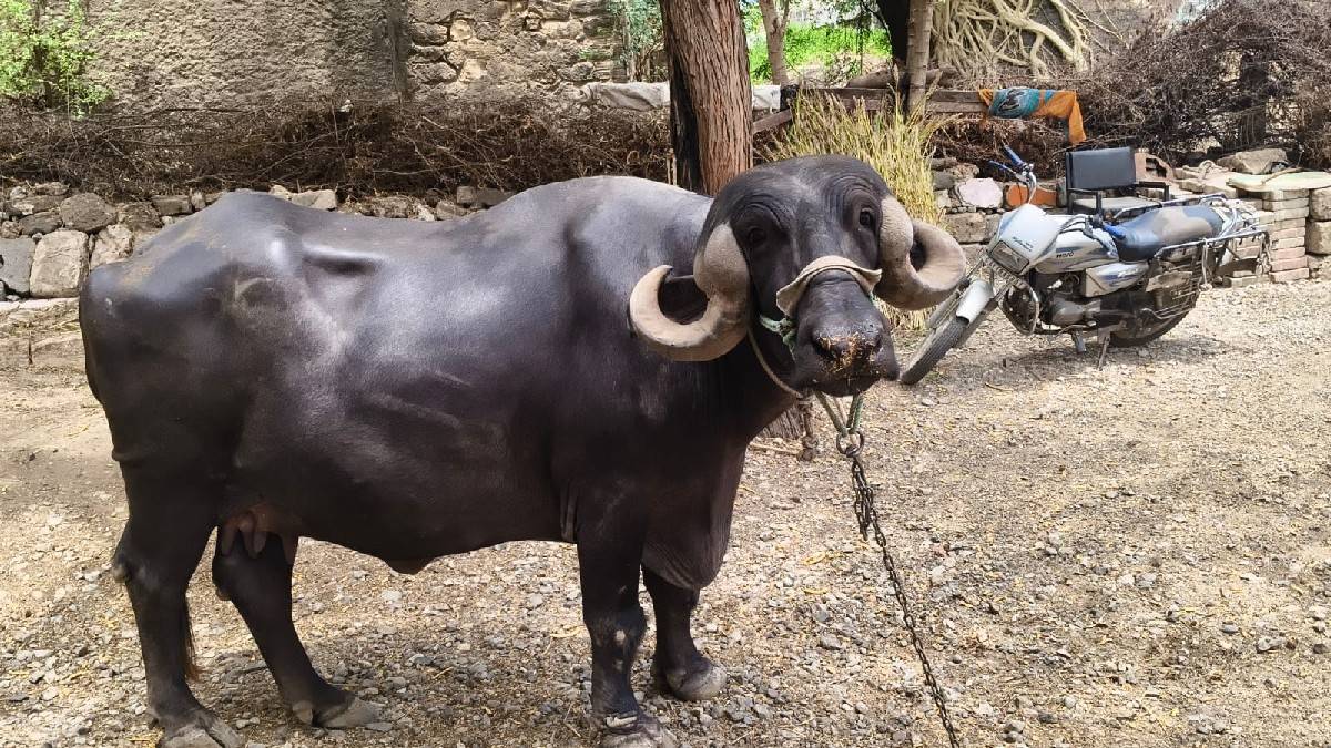 ખળેલી વેચવાની છે