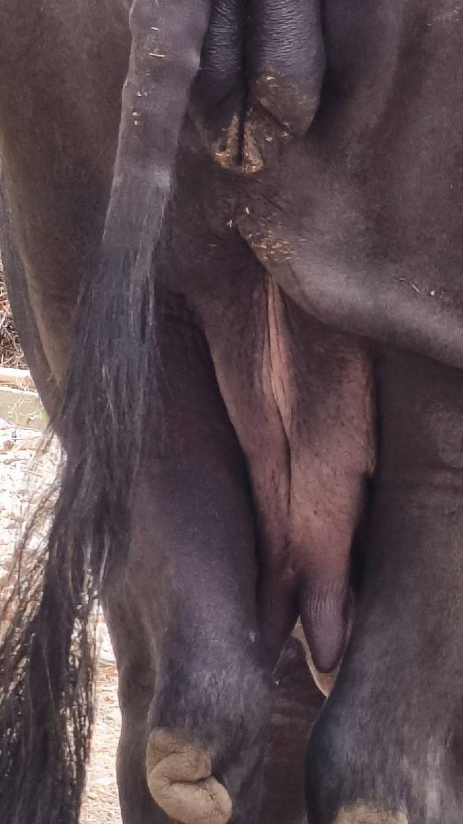 ખળેલી વેચવાની છે
