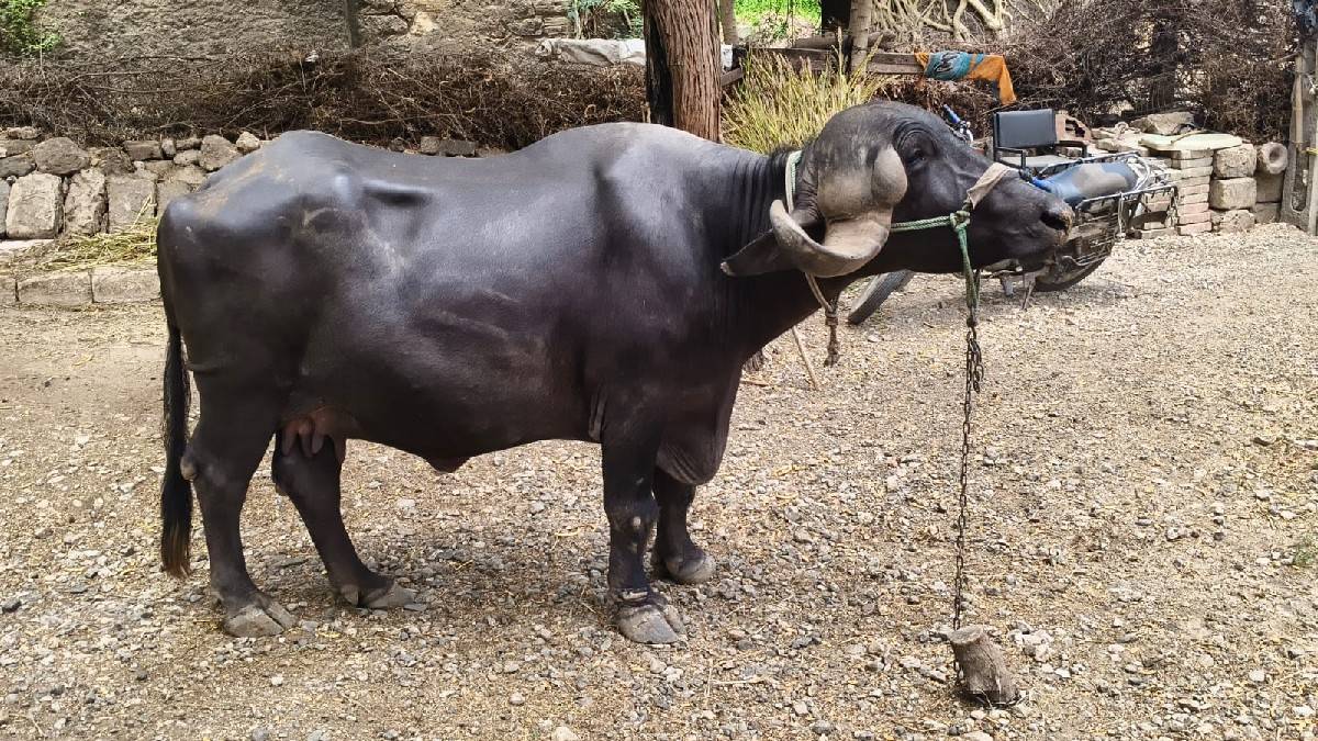 ખળેલી વેચવાની છે