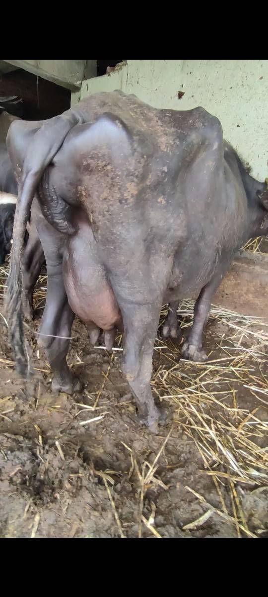 આજેવિહાણી. દુધ. 7થિ8.