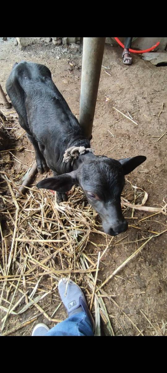 આજેવિહાણી. દુધ. 7થિ8.