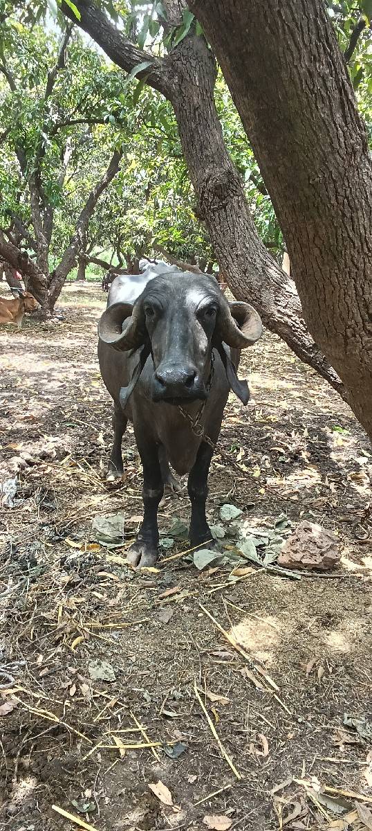 ભેસવેસવાનીસે 25દીવસની કાસી