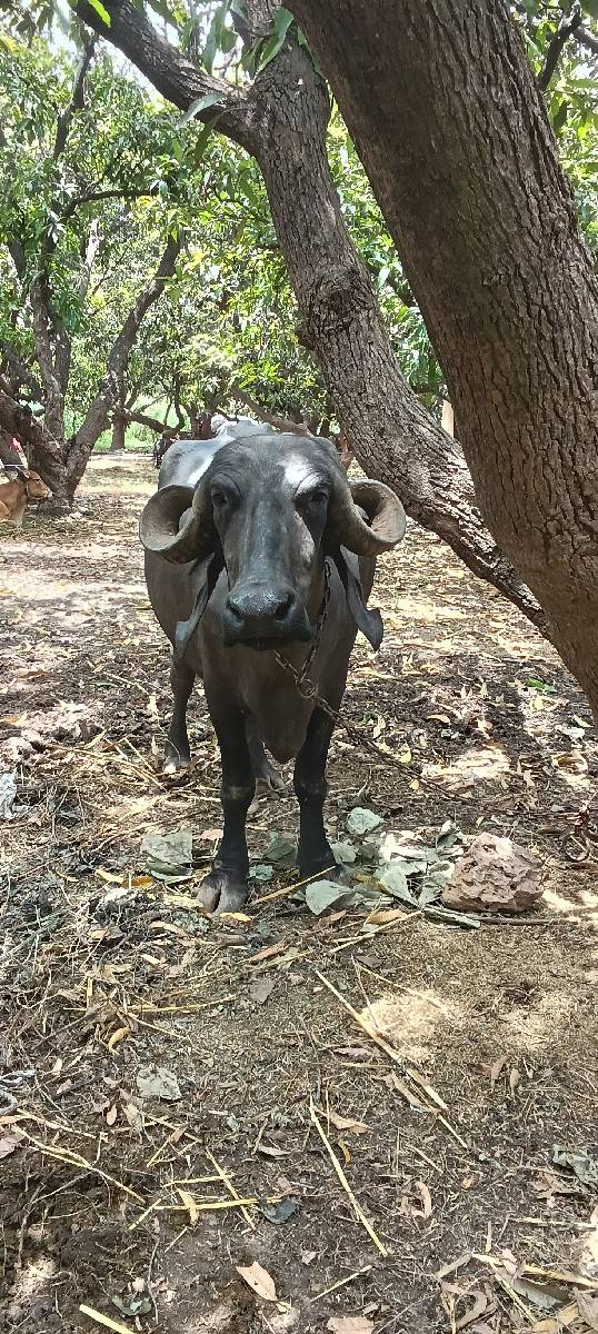 ભેસવેસવાનીસે 25દીવસની કાસી