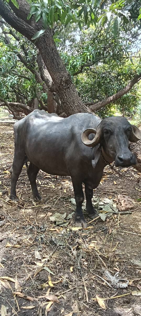 ભેસવેસવાનીસે 25દીવસની કાસી
