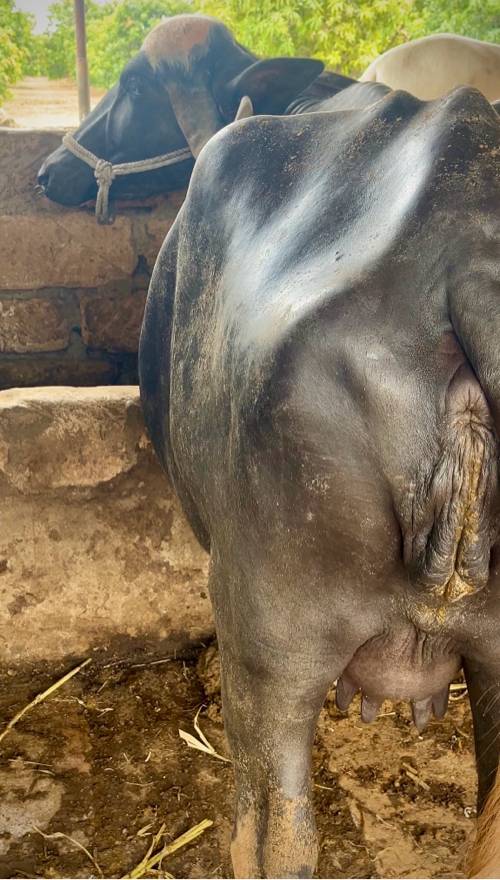 એક થી બે દિવસ ની કાચી ફૂલ જવાબદારી