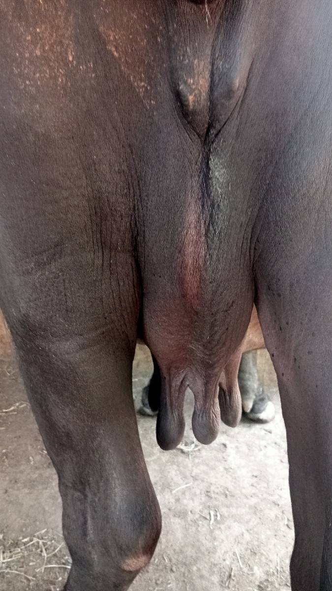 ભેંસ વેચવાની છે