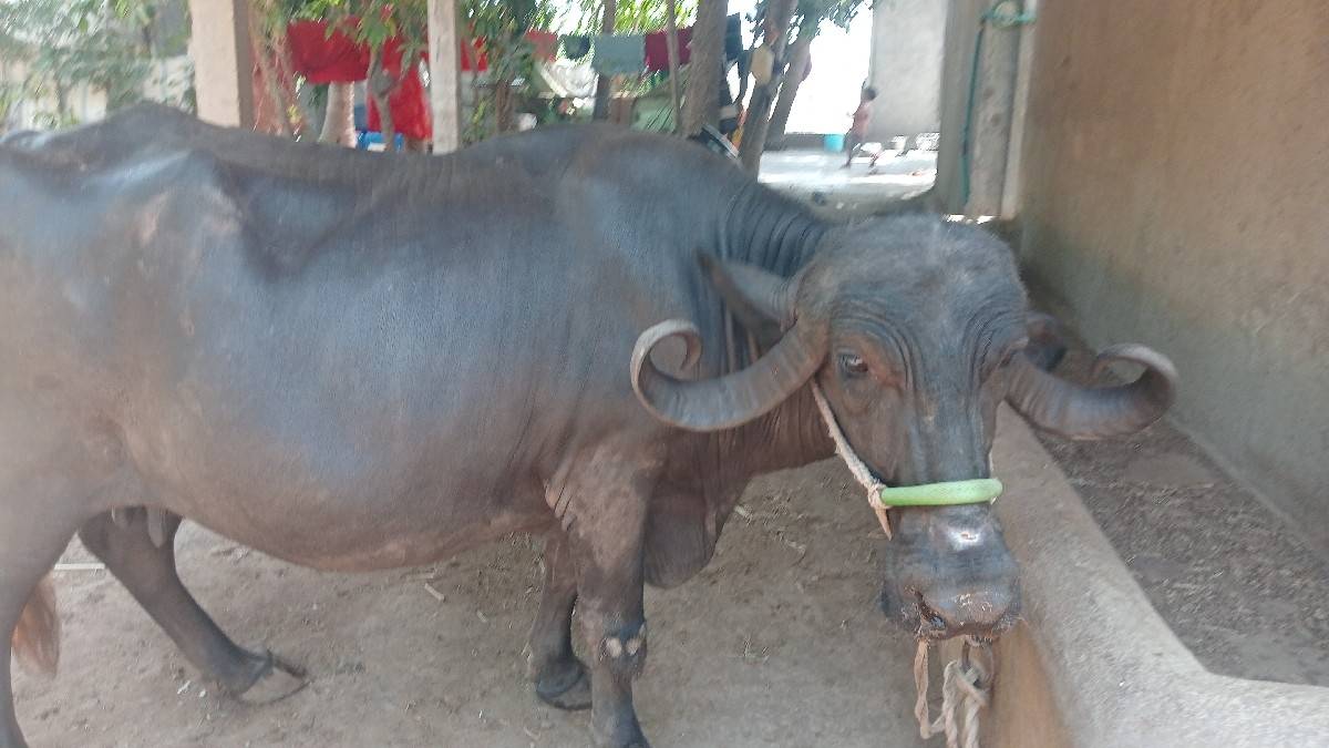 ભેંસ વેચવાની છે