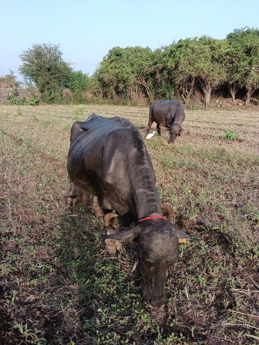 આ ભેંસ વેસવાની છે