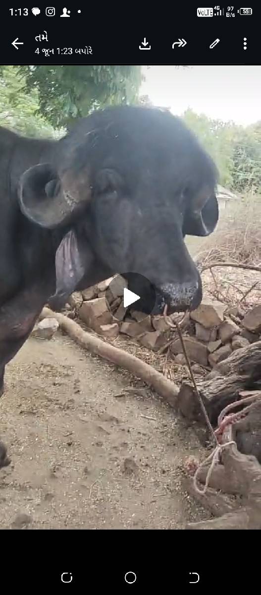પાડો વેચવાનો છે