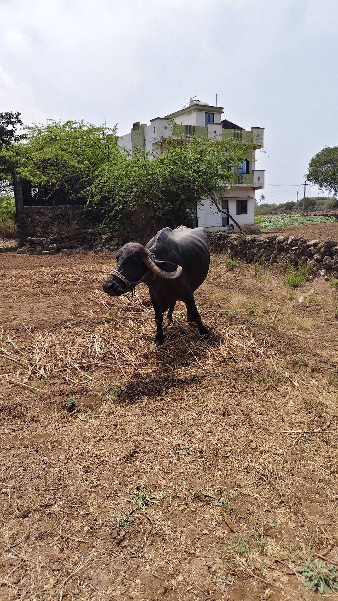 ભેંસ વેચવાની છે