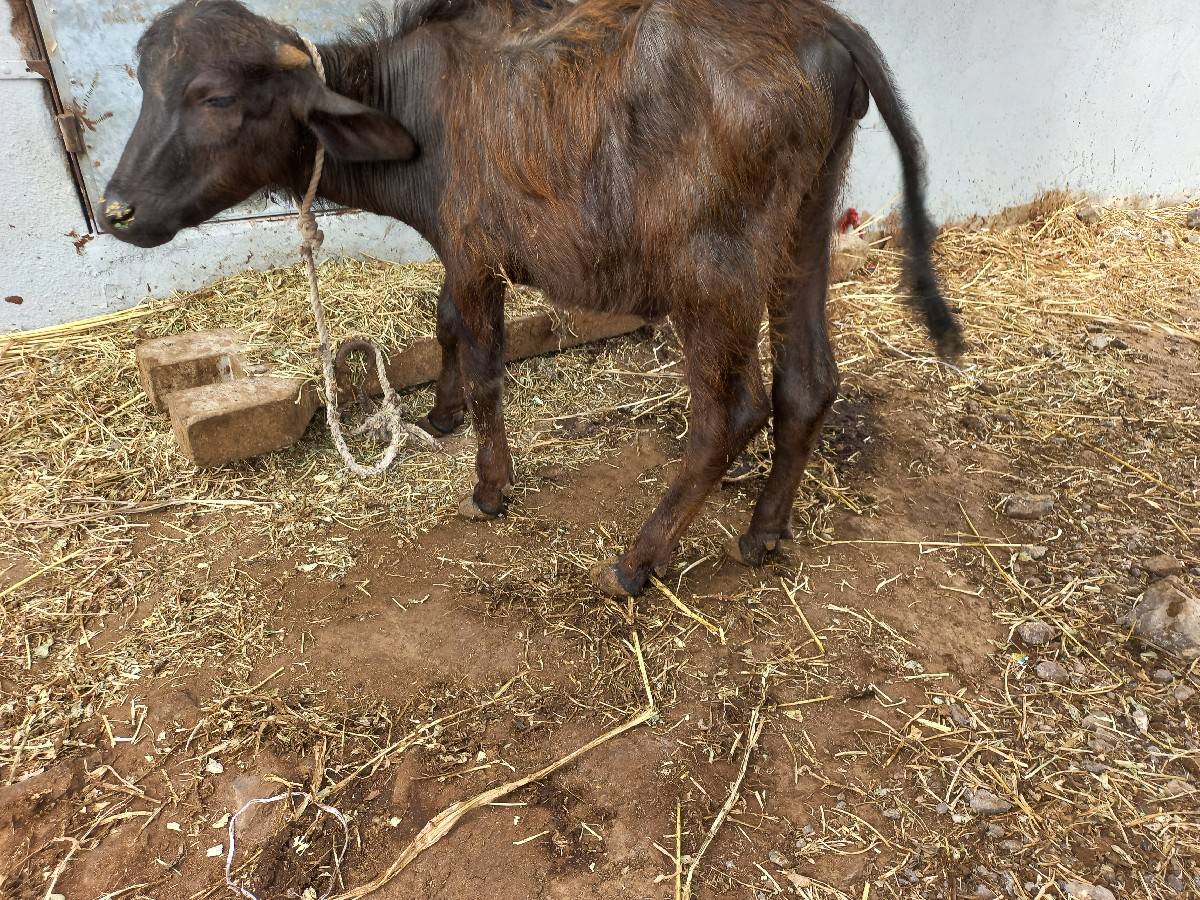 પાડી વેચવાની છે