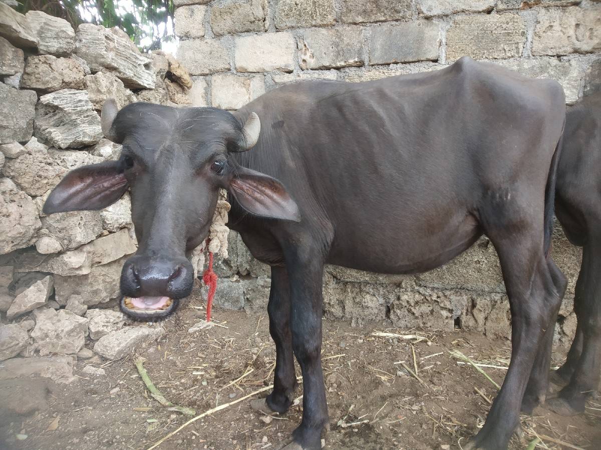 બે પાડી વેચવાની છે