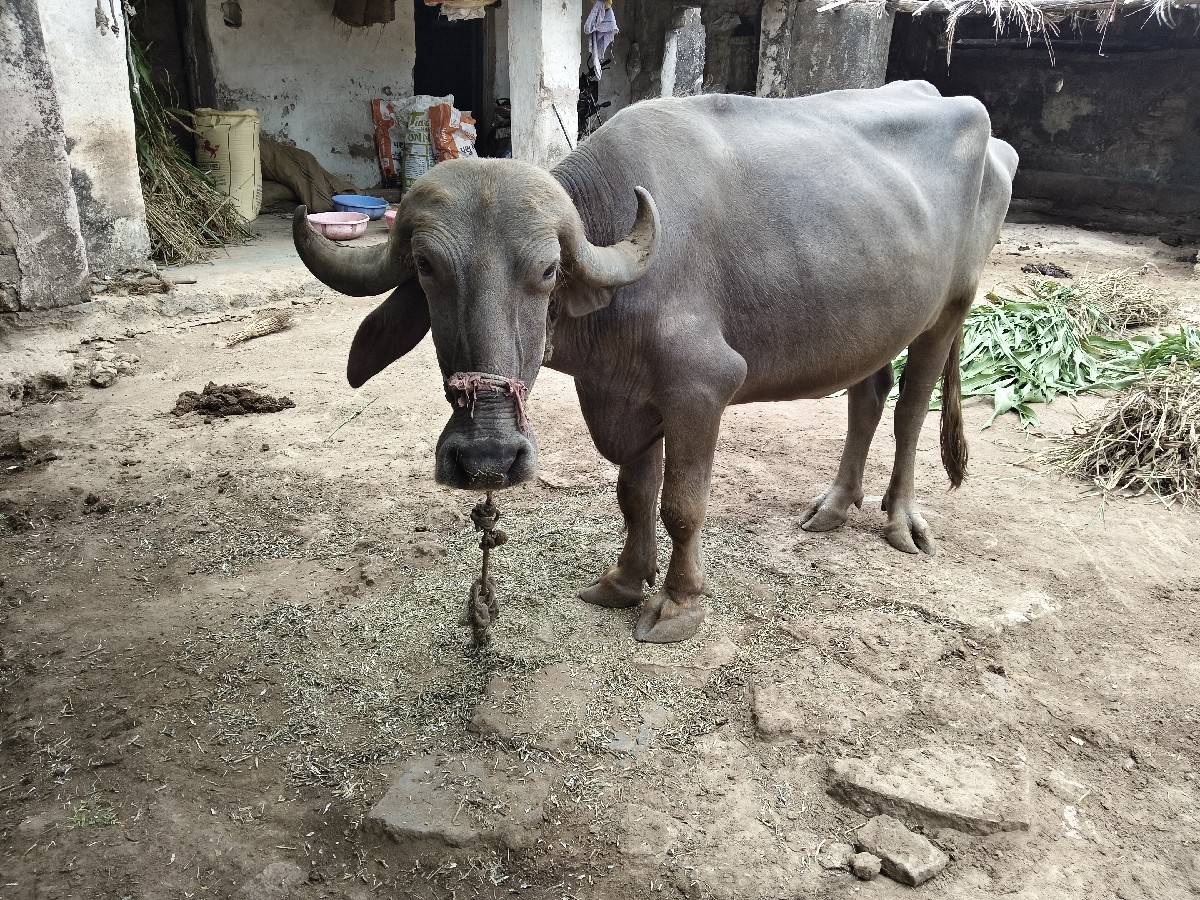 3 વરષ ની પાડી
