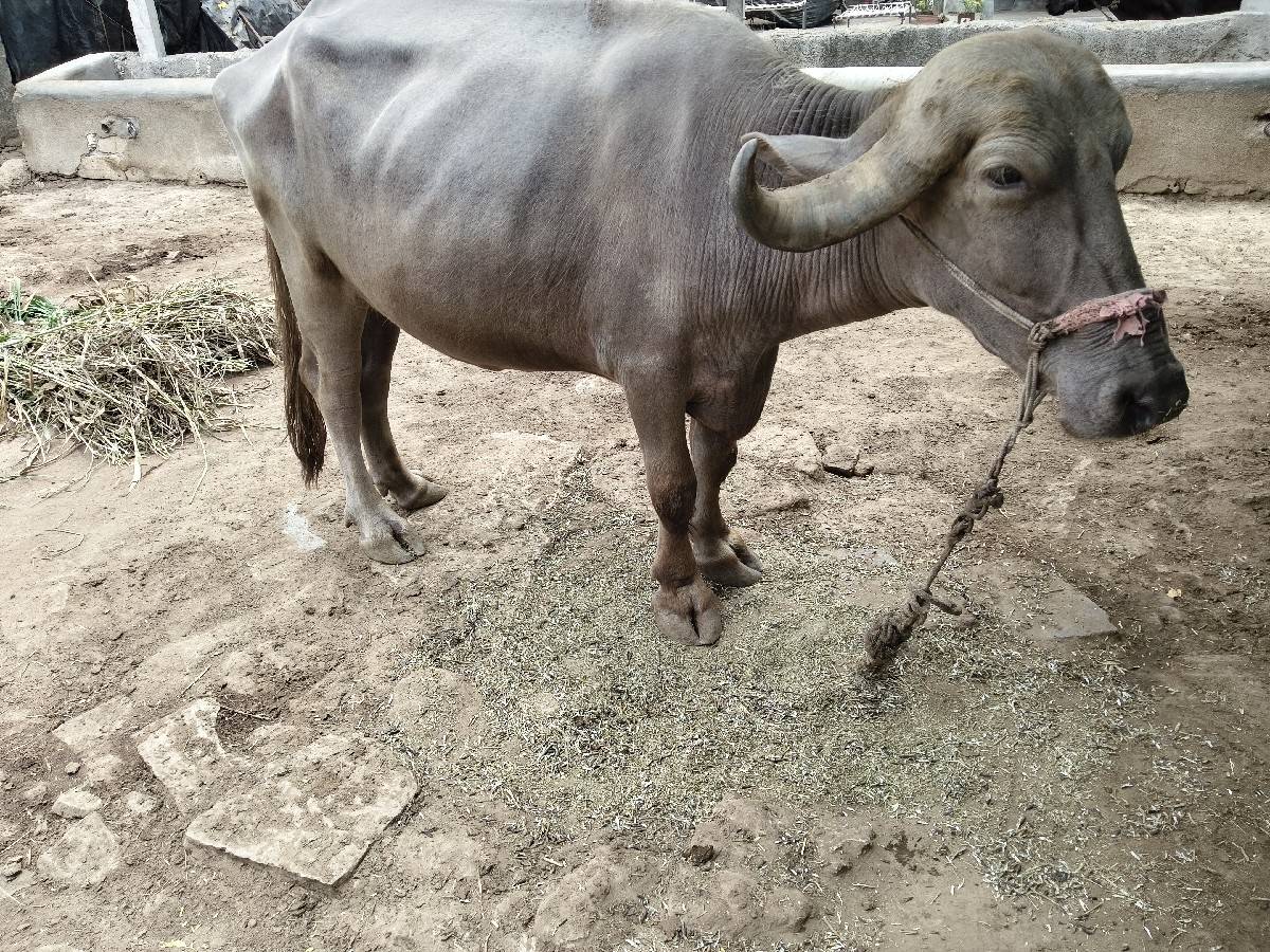 3 વરષ ની પાડી