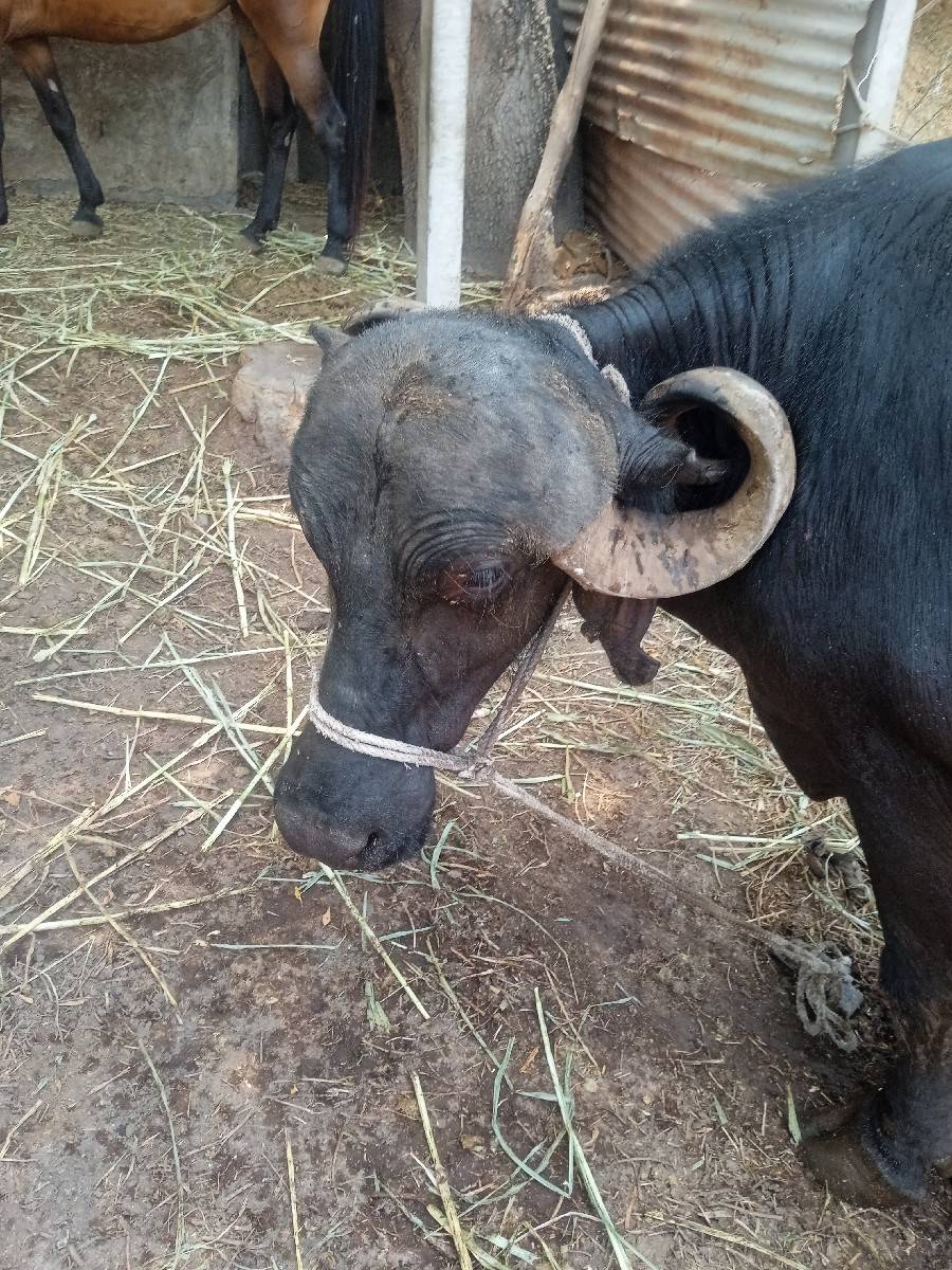 ૧૦ દીવસ થયાં વીહાણેલી