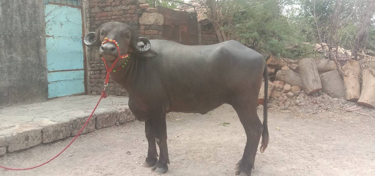 ખણેલી વેશવાનીશે 2મયનાનોગાભ