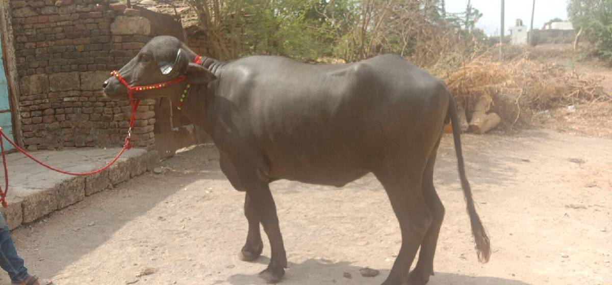 ખણેલી વેશવાનીશે 2મયનાનોગાભ