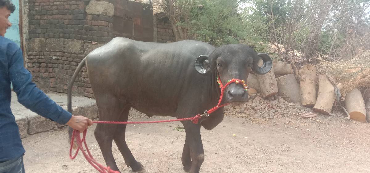 ખણેલી વેશવાનીશે 2મયનાનોગાભ
