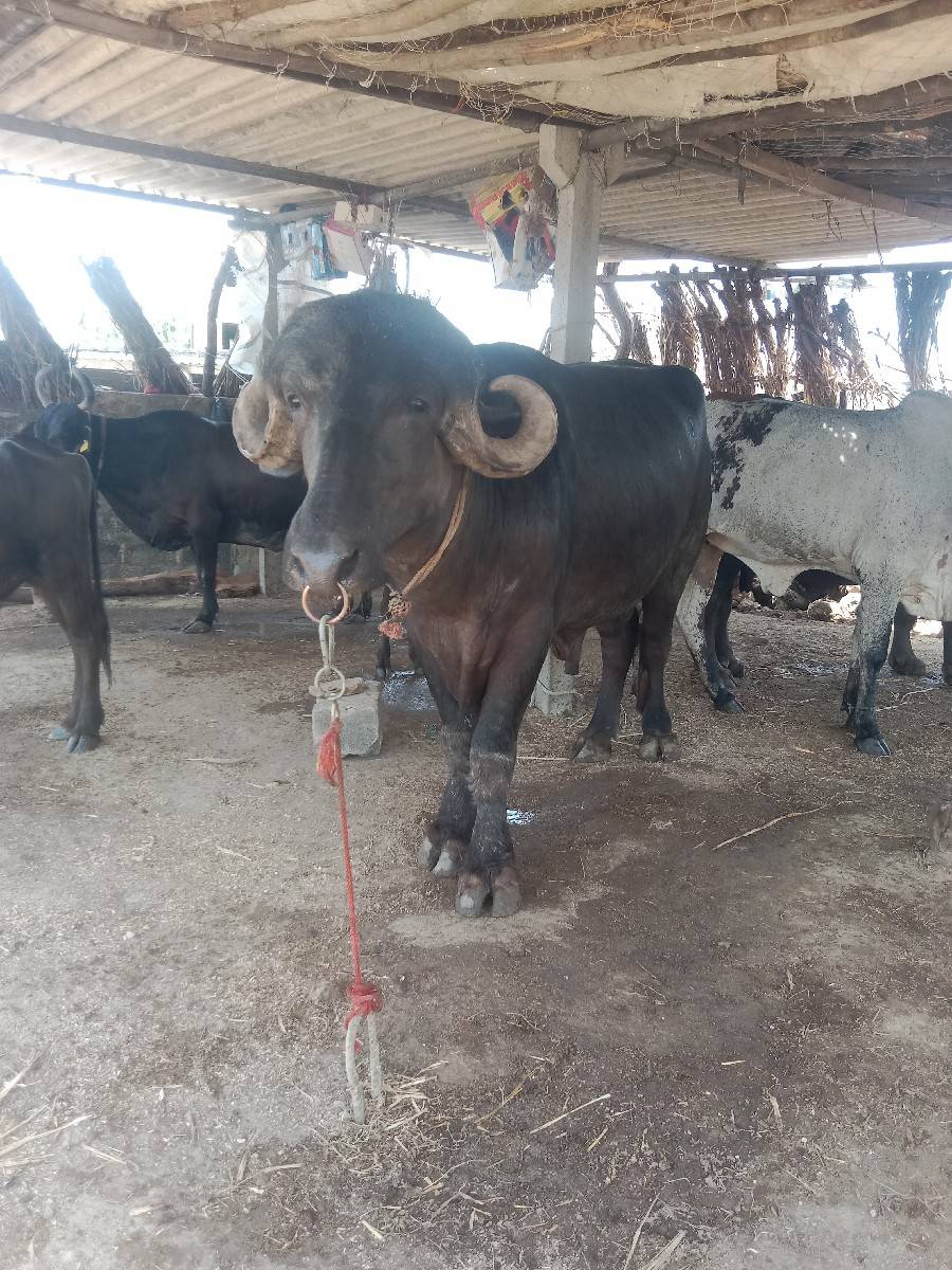 પાડો વેચવાનો છે