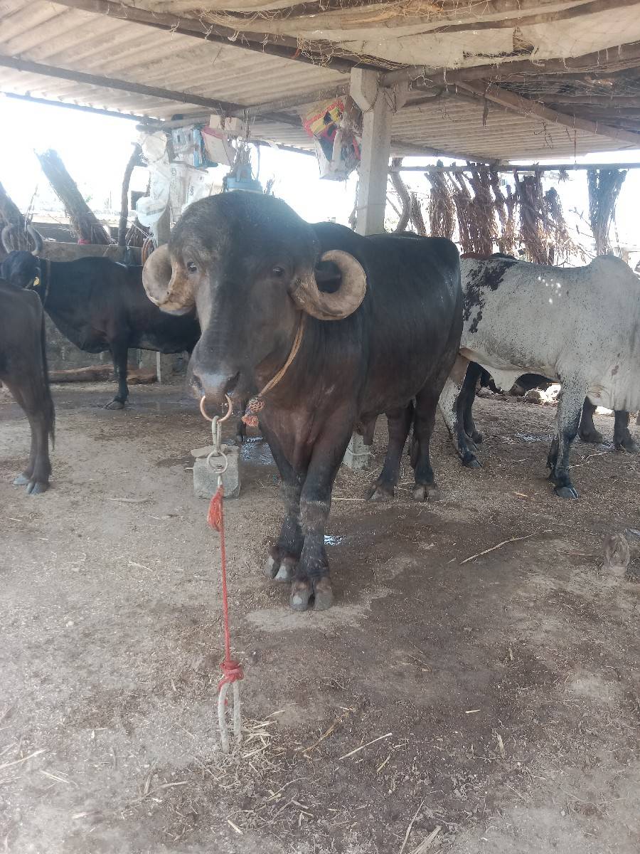 પાડો વેચવાનો છે