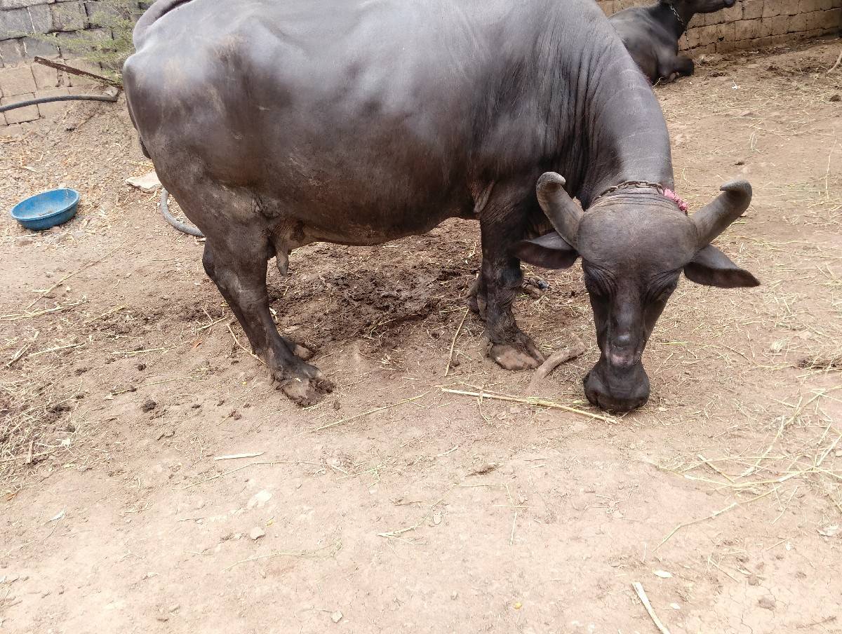 ભેંસ વેચવાની છે