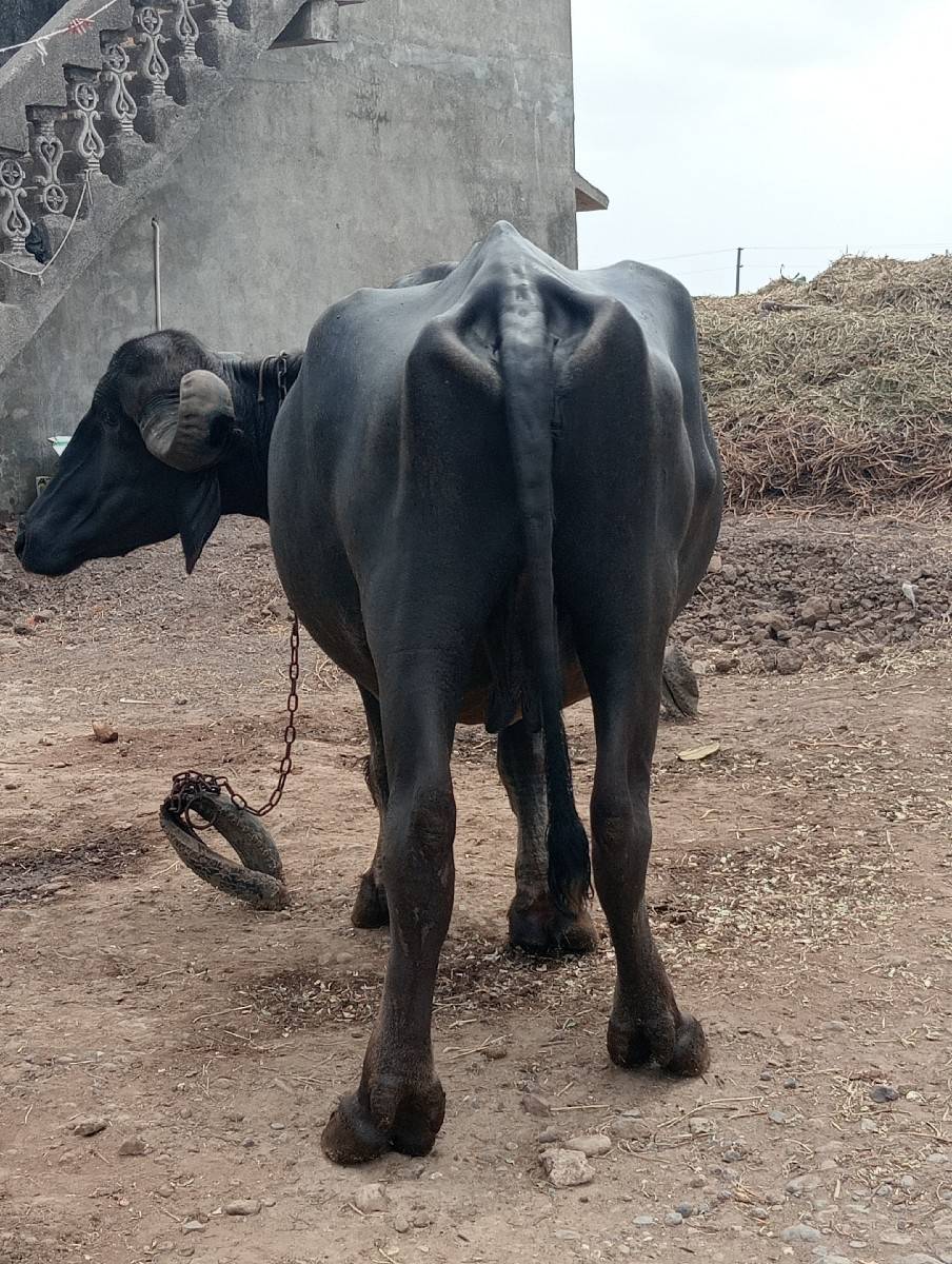ભેંસ વેચવાની છે
