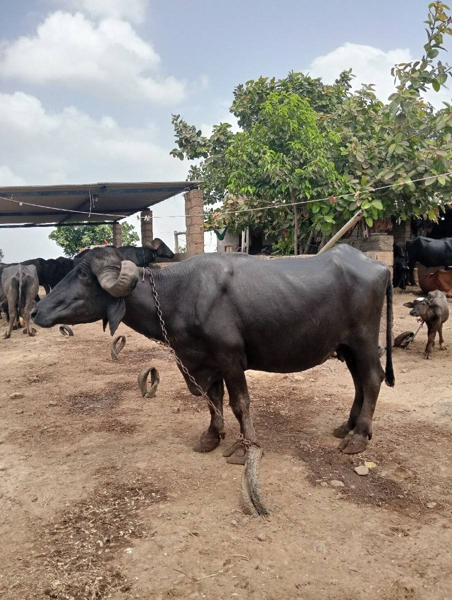 ભેંસ વેચવાની છે