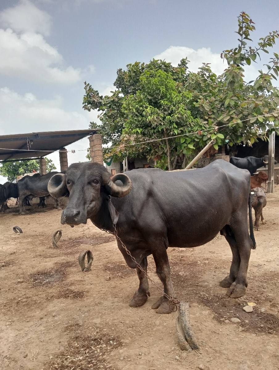 ભેંસ વેચવાની છે