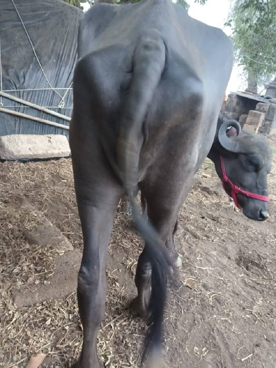 ખળેલી વેચવાની છે