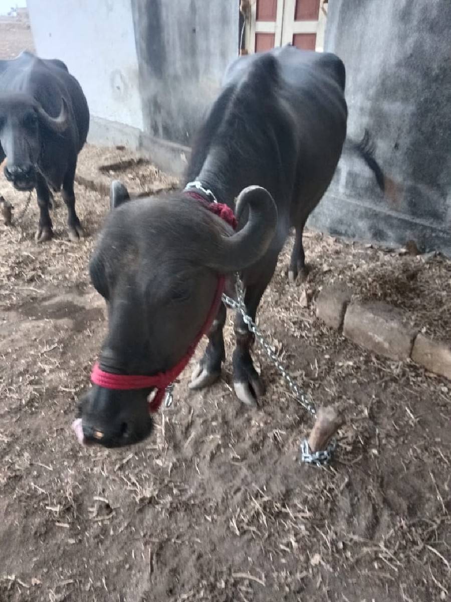 ખળેલી વેચવાની છે