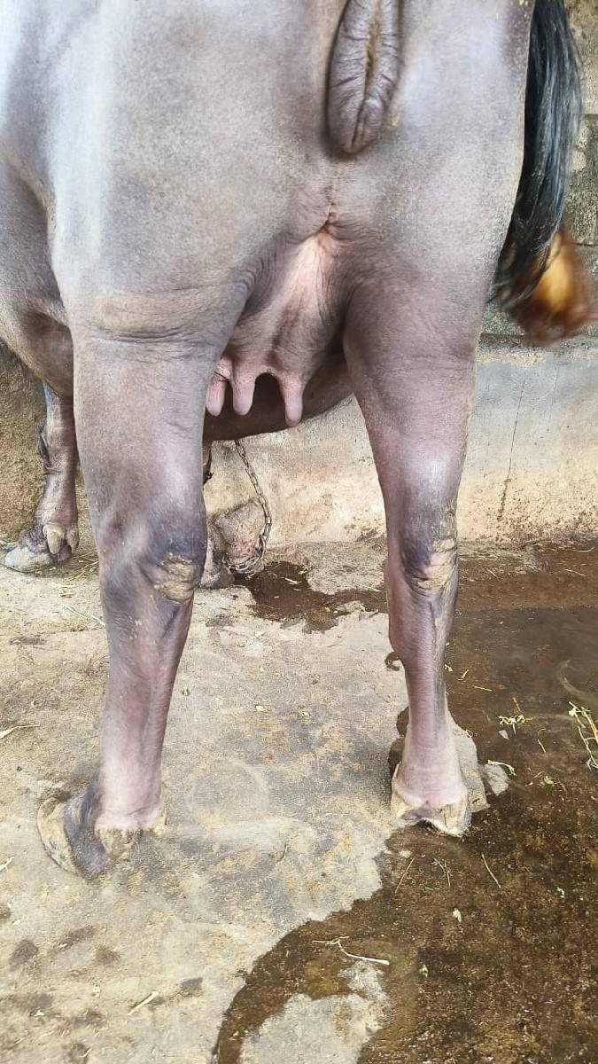 jafrabadi khadeli vechavani se