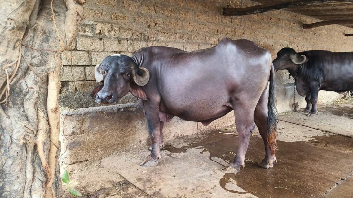 jafrabadi khadeli vechavani se