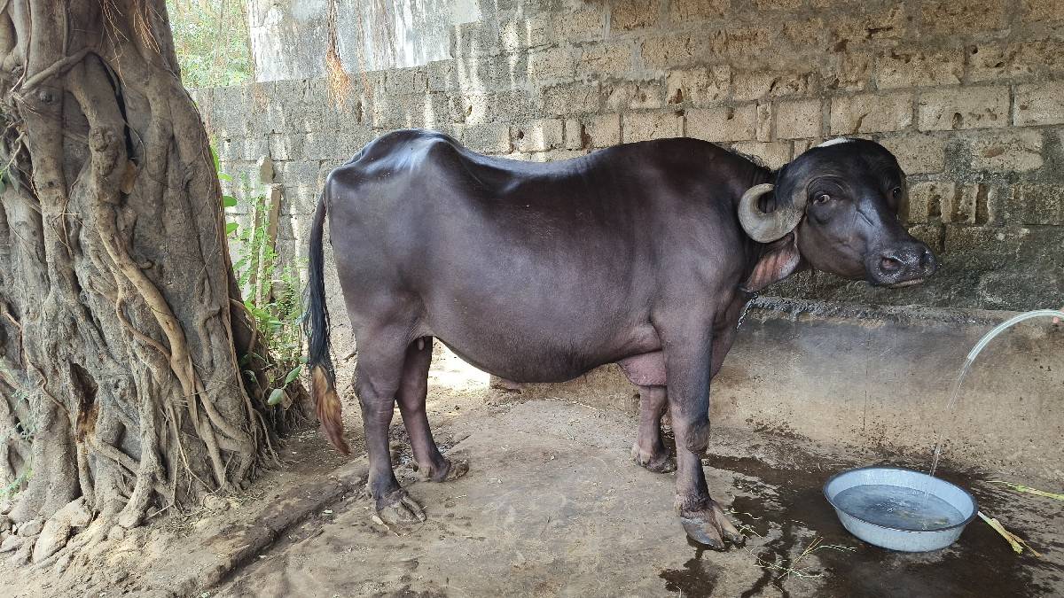 jafrabadi khadeli vechavani se