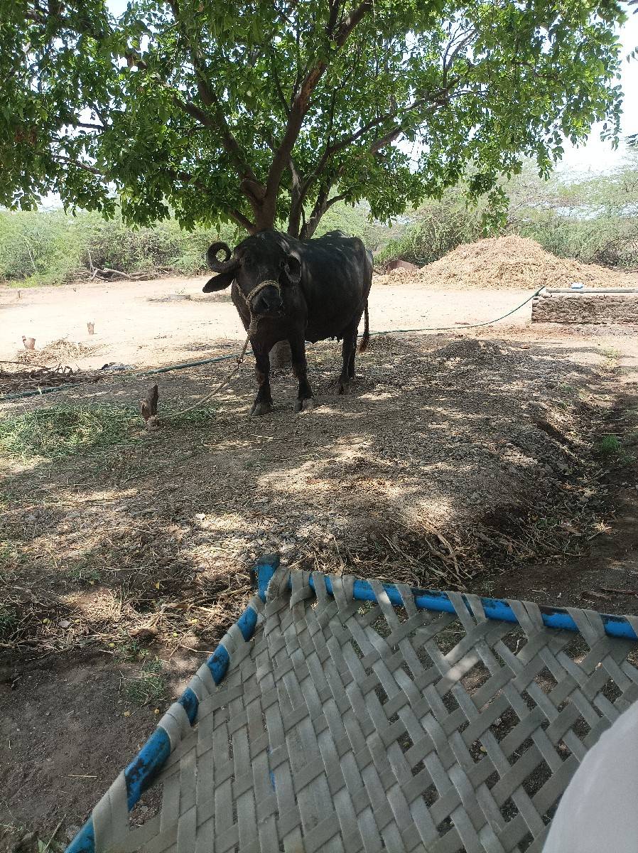 ભેસ વેચવાની છે