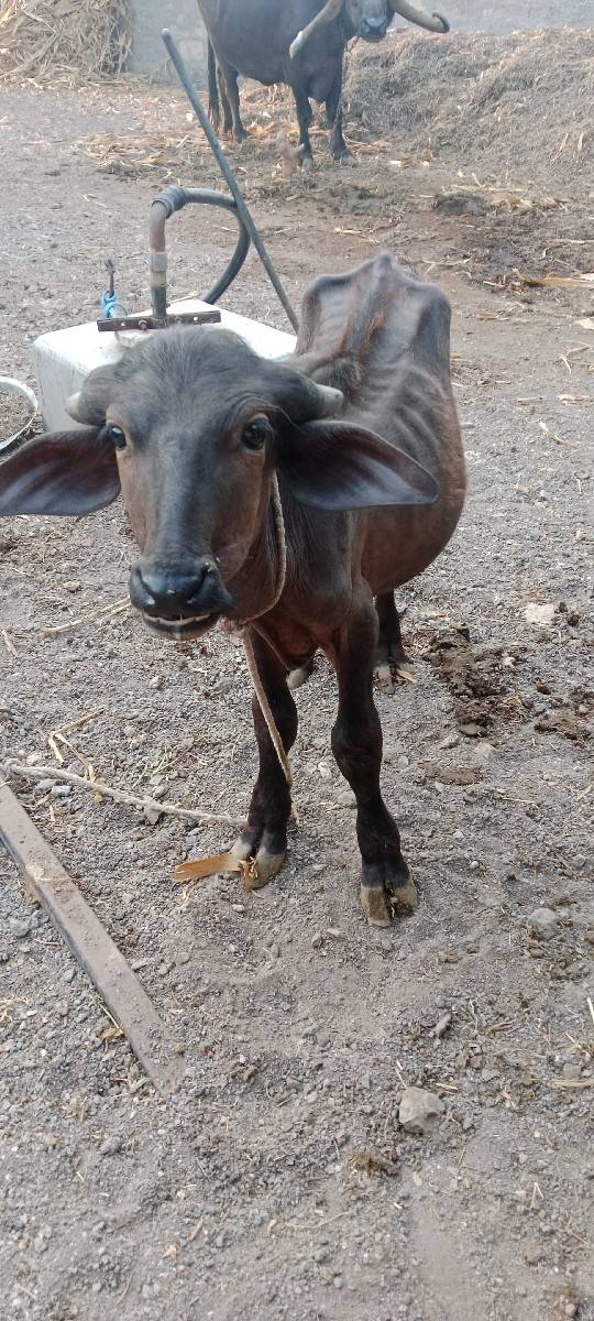 પાડો વેચવાનો છે