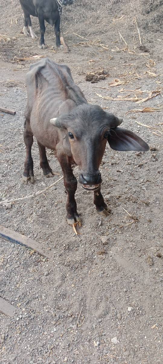 પાડો વેચવાનો છે
