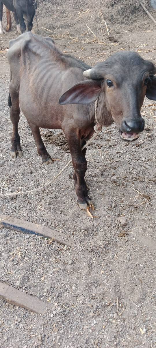 પાડો વેચવાનો છે